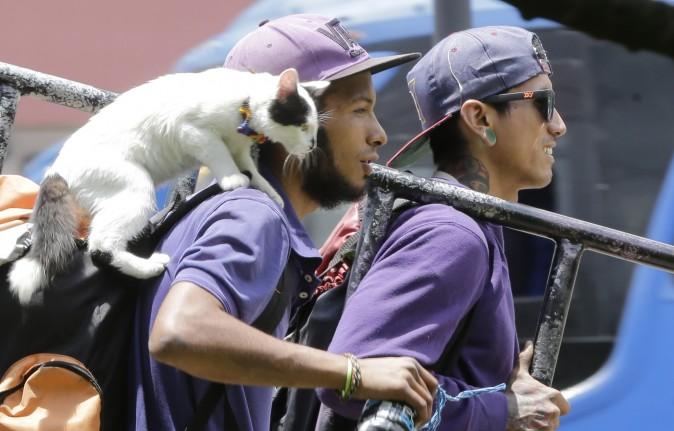 A couple of house painters and their cat walk to catch a bus to work in Quito, Ecuador, on March 22, 2017. The painters loaded their ladder aboard a public transportation bus along with their cat. (AP Photo/Dolores Ochoa)