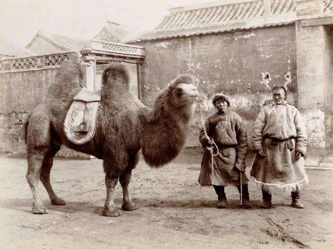 "A Bactrian Camel in Peking," circa 1890, by Sanshichiro Yamamoto. Albumen silver print. (Courtesy of the Stephan Loewentheil Historical Photography of China Collection)