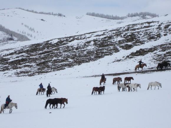 Mongolian Horses. (Vlatka Jovanovic)