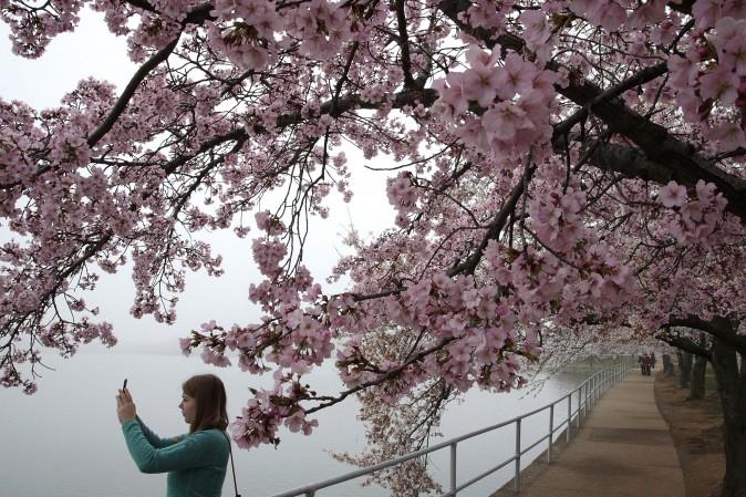 A visitor takes photos as cherry trees around Tidal Basin are in peak bloom in Washington on March 27, 2017. The blossoms survived after a late snowstorm froze and killed more than half of the Yoshino cherry blossoms two weeks ago. (Alex Wong/Getty Images)