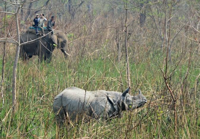 A veterinary and technical team prepare to dart a rhino at Chitwan National Park in Nepal on April 3, 2017. Conservationists captured a rare one-horned rhinoceros as part of an attempt to increase the number of the vulnerable animals, which are prized by wildlife poachers. Five rhinos, one male and four females, will be released in Nepal's far West in the hope of establishing a new breeding group. (Prakash Mathema/AFP/Getty Images)