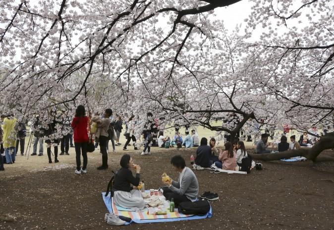 People enjoy a lunch under blooming cherry blossoms at the Shinjuku Gyoen National Garden in Japan on April 7, 2017. (AP Photo/Koji Sasahara)
