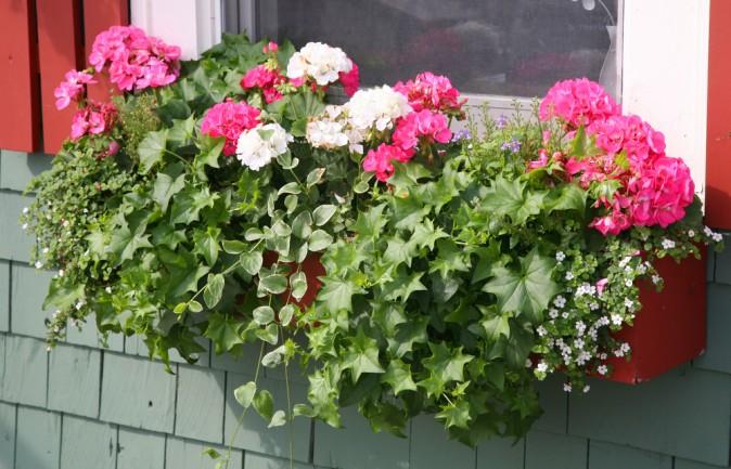 Pink and white geraniums, white lobelia, and ivy lend a beautiful spray of colour to this window. (V J Matthew/Shutterstock)