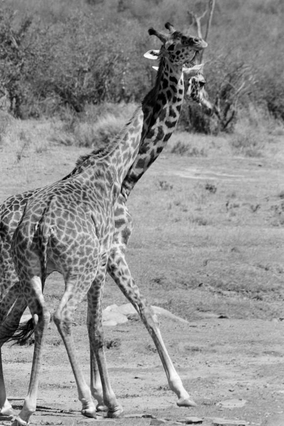 Amboseli, Kenya, 2007. (Cyril Christo and Marie Wilkinson)