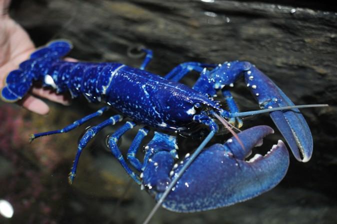 A rare blue lobster at Oceanopolis, a sea center in Brest, France, on April 18. Scientists say that this specimen is extremely rare with one lobster among 2 or 3 millions is of blue color. This color is due to a genetic anomaly that develops an excess of crustacyanine, name of this blue pigment. (FRED TANNEAU/AFP/Getty Images)