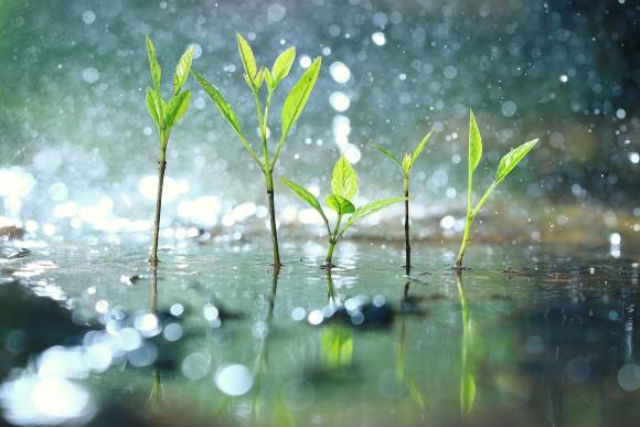 Grain Rains is the last solar term in spring. By this time, rains are becoming heavier and are the most beneficial for hastening the growth of crops like grain (Kichigin/Shutterstock)