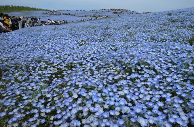 People walk on a hill covered with an estimated 4.5 million nemophila flowers in full bloom at Hitachi Seaside Park in Hitachinaka, Japan, on May 3, 2017. (KAZUHIRO NOGI/AFP/Getty Images)