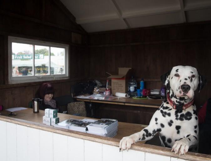 A dog looks out of a booth selling programs at the Mitsubishi Motors Badminton Horse Trials, held on the Duke of Beaufort's estate, in Badminton, England, on May 4, 2017. (Matt Cardy/Getty Images)