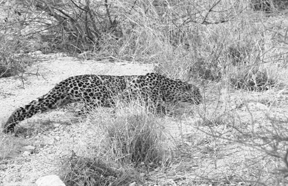 A leopard in Kenya in 2002. (Cyril Christo and Marie Wilkinson)