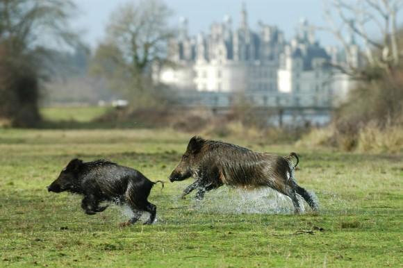 Wild boar -Chateau of Chambord: Wild boar dash across the 12,000 acre estate just like they would have in the 1500's. (Courtesy of Chateau of Chambord)