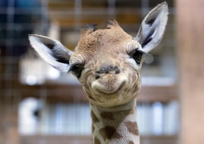 One-day-old baby giraffe calf Gus looks at the camera at Noah's Ark farm in Bristol, England, on May 12, 2017. In the wild, populations of giraffes are suffering from a continuing decline, with 97,500 estimated in Africa in 2015, and a population drop of 35% since 1985. New arrival Gus joins brothers George, 4 and Geoffrey, 2. (Matt Cardy/Getty Images)