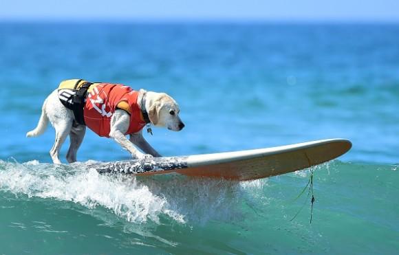One of the surfers at the 7th annual Surf City Surf Dog contest in Huntington Beach, California on Sept. 27, 2015. (Photo credit should read (FREDERIC J. BROWN/AFP/Getty Images)