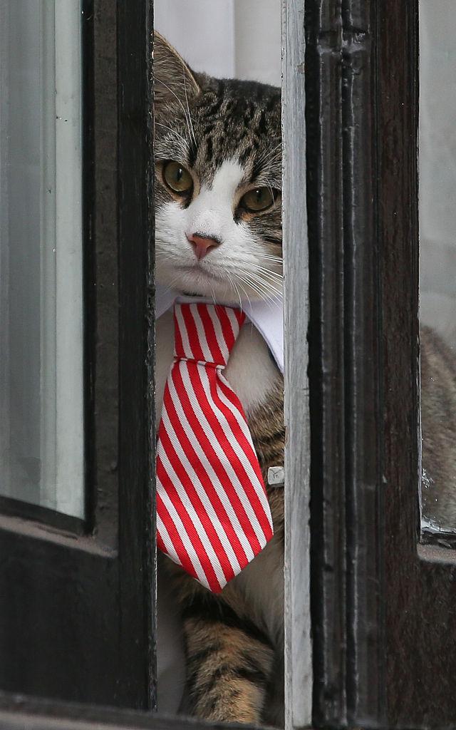 A cat named 'James' wearing a collar and tie looks out of the window of the Ecuadorian Embassy in London on Nov. 14, 2016. (DANIEL LEAL-OLIVAS/AFP/Getty Images)