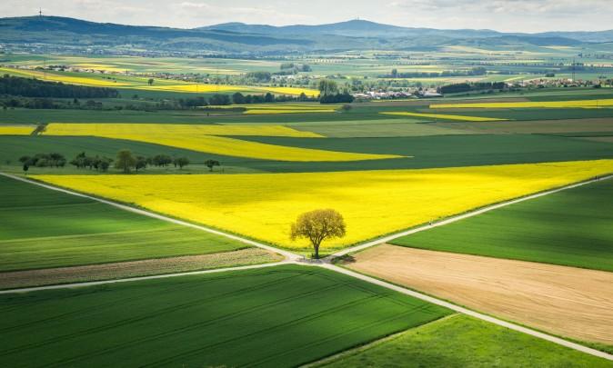Sun shines on a rapeseed field in Münzenberg, Germany, on May 21, 2017. (FRANK RUMPENHORST/AFP/Getty Images)