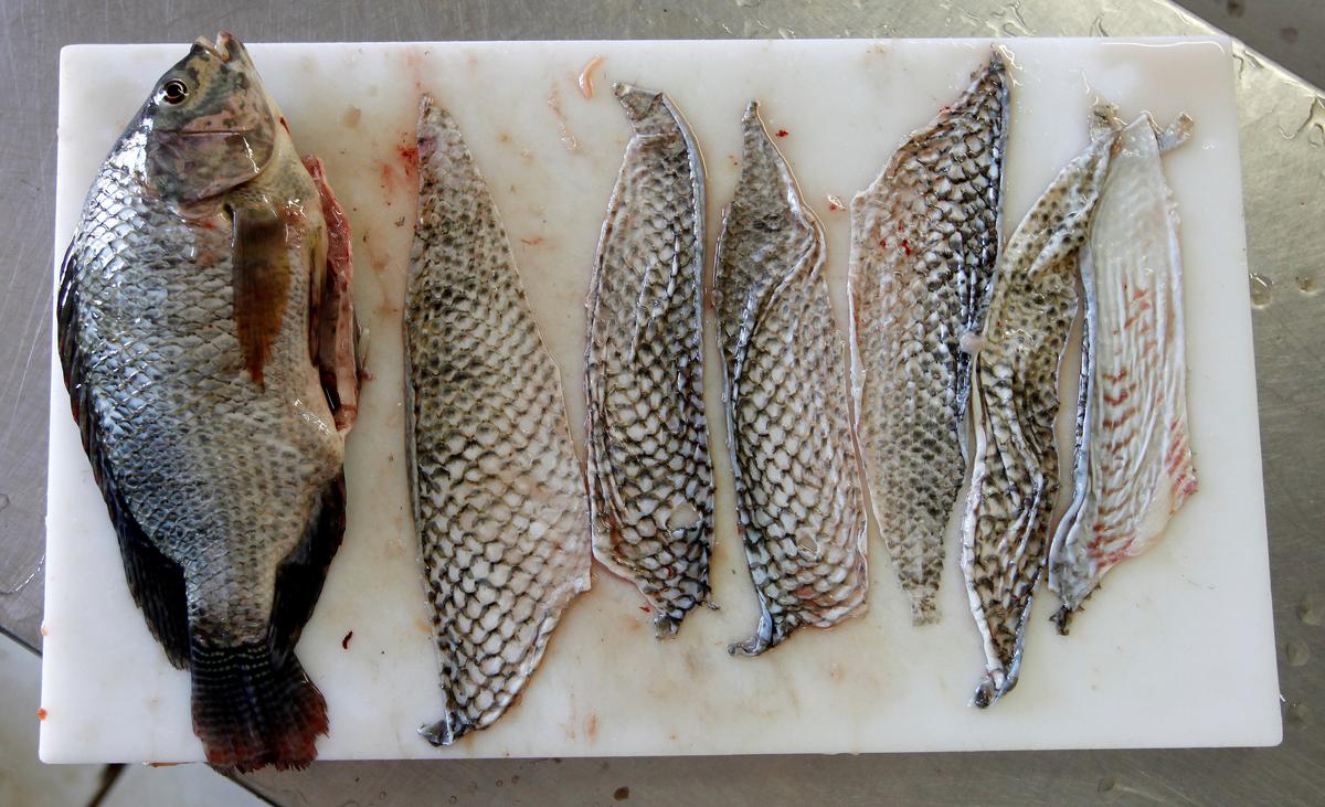 A tilapia fish and tilapia fish skins are displayed in Jaguaribara, Brazil on April 26, 2017. (REUTERS/Paulo Whitaker)