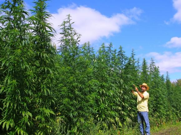 Jan Slaski says Canada's hemp industry is developing rapidly, projecting more than 130,000 acres of industrial hemp will be grown in Canada in 2017, a substantial gain from the 76,000 acres planted in 2016. (Courtesy of Jan Slaski)