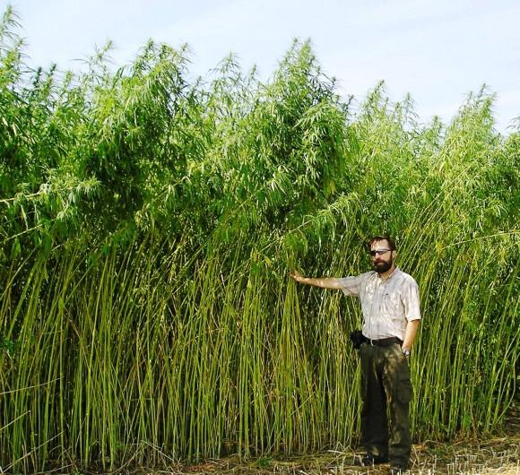 Jan Slaski poses with a fibre-type hemp crop in Vegreville, Alberta. Slaski is a leading hemp expert with Alberta Innovates, a government-funded centre where he studies the many uses of hemp. (Courtesy of Jan Slaski)