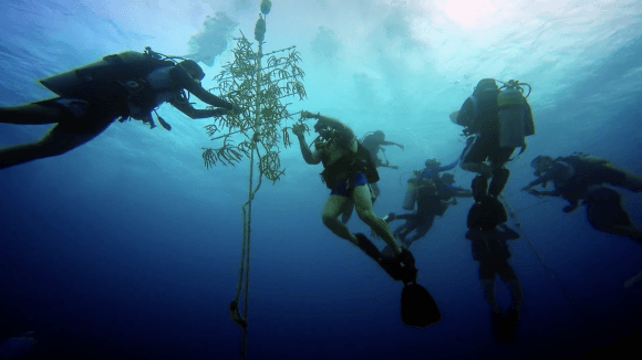 The Force Blue team works to repair and rebuild coral in the Cayman Islands in May, 2017. (Working Pictures)