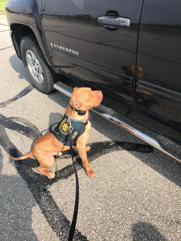 K9 officer Leonard. (Courtesy of Chief Terry Mitchell, Clay Township Police Department, Ohio)