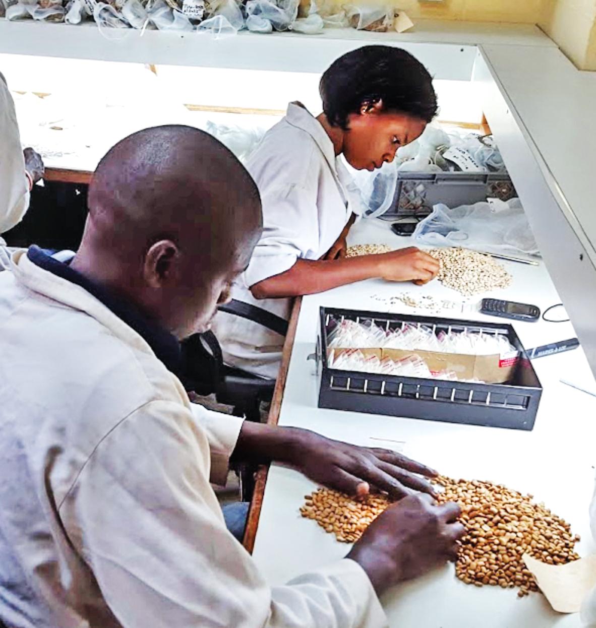 Sorting seeds in a Nigerian seed bank. Similar banks exist in many countries around the world. (PHOTO COURTESY OF GLOBAL CROP DIVERSITY TRUST)