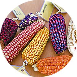There are thousands of different types of corn in the world.