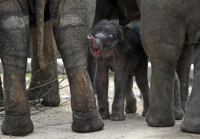 Newborn elephant Kitai stands among other elephants in their compound in the Cologne Zoo in Germany on June 8, 2017. (HENNING KAISER/AFP/Getty Images)