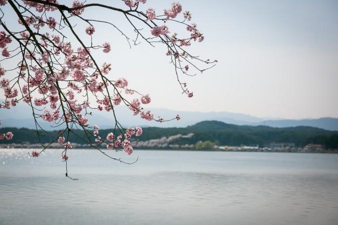 The Gyeongpoho Lake during the Gyeongpo Cherry Blossom Festival in Gangneung. (Benjamin Chasteen/The Epoch Times)
