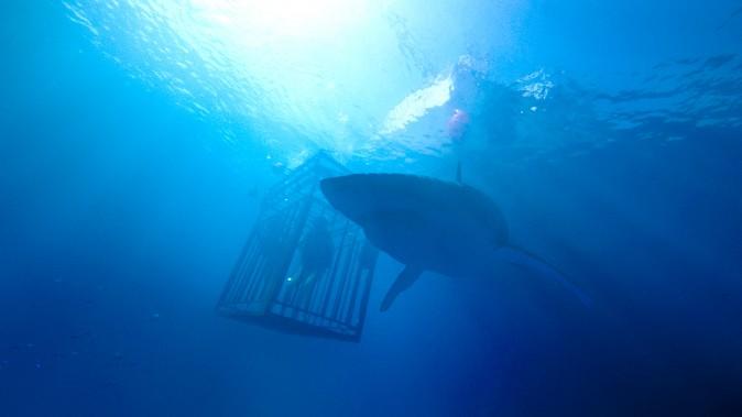 ￼Lisa (Mandy Moore) and Kate (Claire Holt) get up close and personal with sharks while cage diving in Mexico in "47 Meters Down." (Entertainment Studios Motion Pictures)