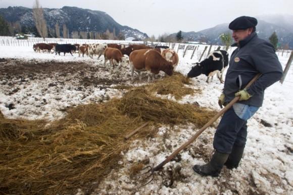 A herdsman next to his herd is seen, after great snowfall at the outskirts of Coyhaique city, south of Chile June 16, 2017. (Reuters/Alvaro Vidal)