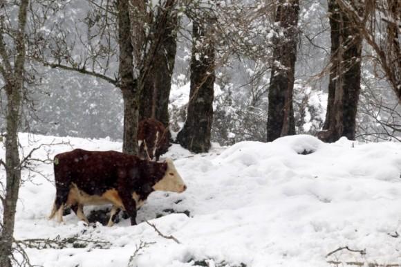 A cow is seen, after great snowfall at the outskirts of Coyhaique city, south of Chile June 16, 2017. (Reuters/Alvaro Vidal)
