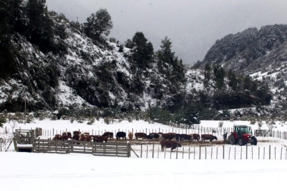 A herd is seen, after great snowfall at the outskirts of Coyhaique city, south of Chile June 16, 2017. (Reuters/Alvaro Vidal)