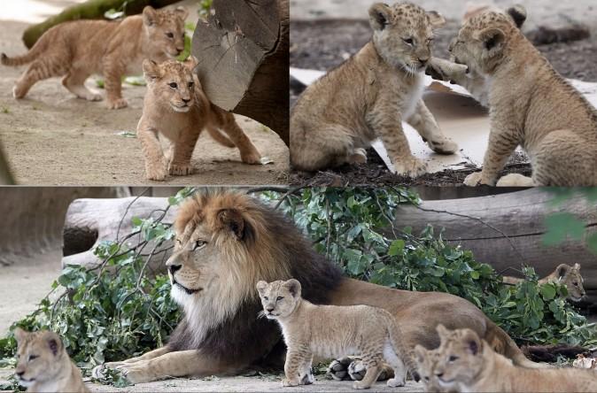 Barbary lions and their father Schroeder, are in a zoo in Neuwied, western Germany, on June 26. Five Barbary lion babies were born at the zoo on April 19. (THOMAS FREY/AFP/Getty Images)