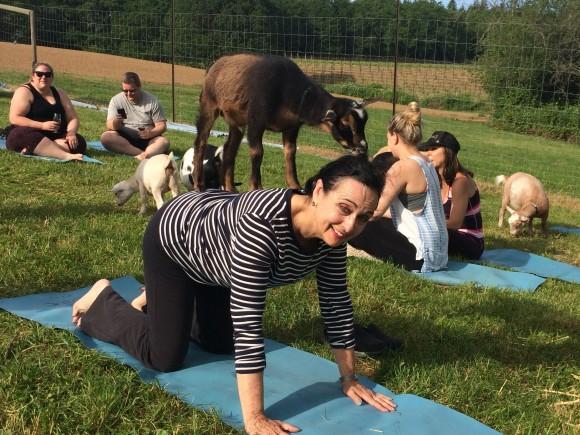 Goat yoga at Emerson Vineyards in the Willamette Valley. (Courtesy of Beverly Mann)