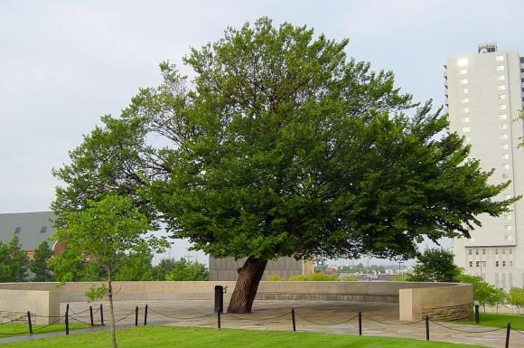 The Survivor Tree at the Oklahoma City National Memorial and Museum, so called because it was damaged so severely after the 1995 bombing of the Alfred P. Murrah Federal Building that it wasn't expected to survive. An inscription near the tree reads: "The spirit of this city and this nation will not be defeated; our deeply rooted faith sustains us." (Dustin M. Ramsey/Wikimedia Commons)