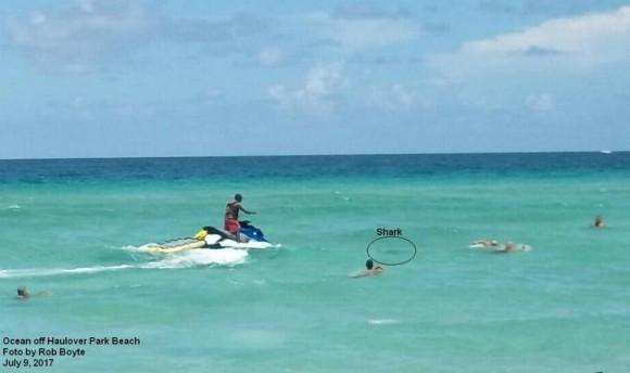 The bull shark responsible for the attack caught in photo swimming among beachgoers. (Rob Boyte/Miami-Dade Fire Rescue)