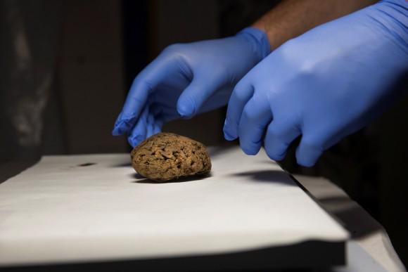 One of the 45 brains saponified of those killed by forces of the dictator Francisco Franco, found in 2010 in a mass grave around the area known as La Pedraja, is shown at a laboratory in Verin, Spain, June 8, 2017. (Reuters/Juan Medina)