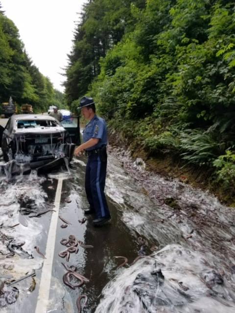 State trooper on scene of a truck carrying hagfish overturning on Oregon highway 101 on July 13, 2017. (Oregon State Police)