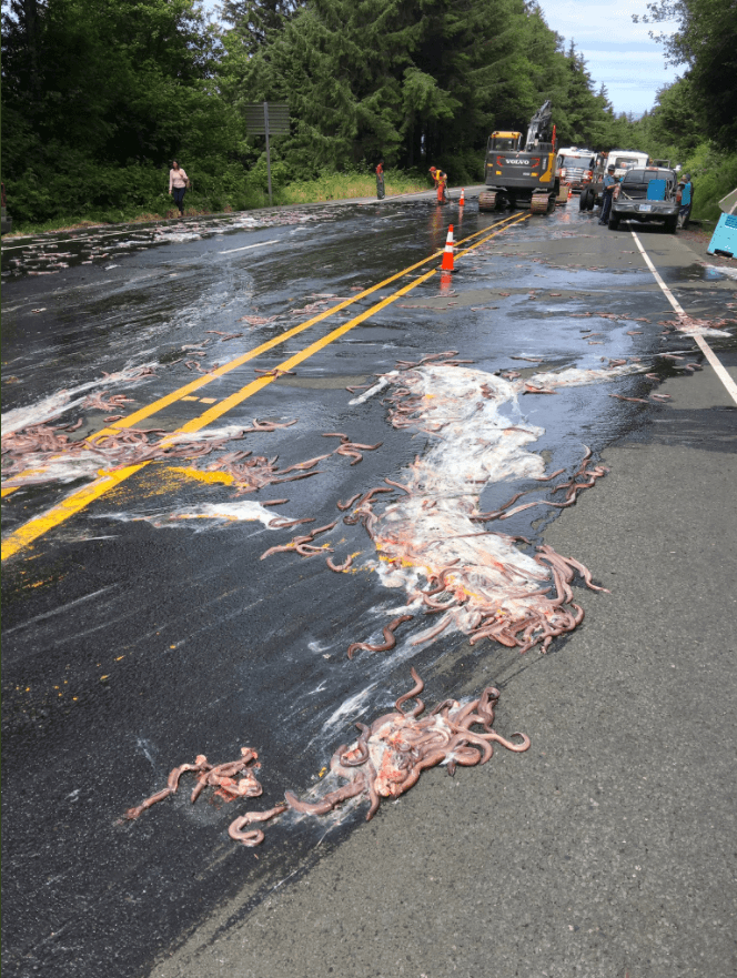 Slime and hagfish on highway 101 ion Oregon after a truck carrying hagfish overturned on the road on July 13, 2017. (Depoe Bay Fire District)