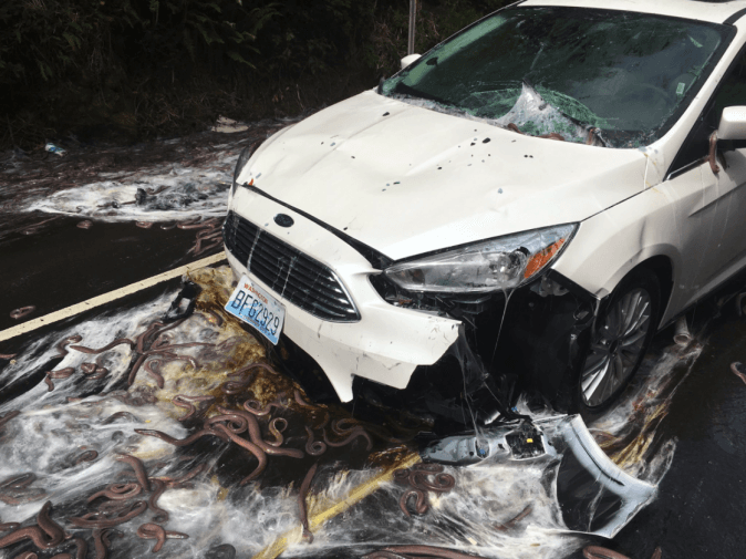 Car covered in slime after truck carrying hagfish overturned on Oregon highway 101 on July 13, 2017. (Depoe Bay Fire District)