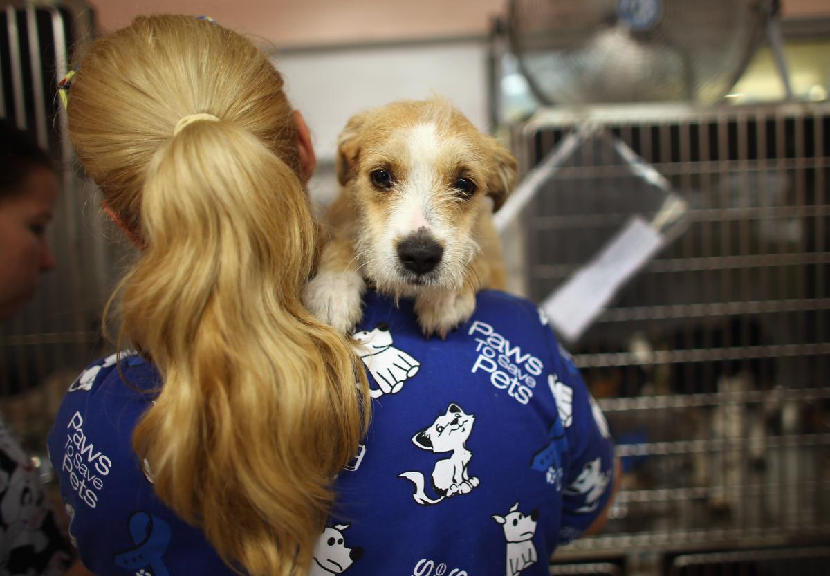 A veterinarian volunteer cares for a rescued dog (Joe Raedle/Getty Images)