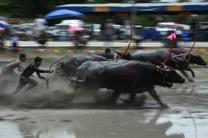 A farmer rides on the back of a wooden plough tied to a pair of racing buffaloes during the annual rice planting festival in Chonburi, Thailand, on July 16, 2017. Thailand's buffaloes don't usually strike people as the quickest of beasts, but farmers showed off their fastest bovines in a unique, muddy speed test. (LILLIAN SUWANRUMPHA/AFP/Getty Images)