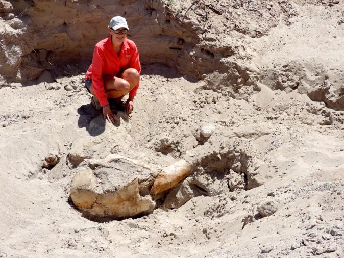 New Mexico State University geology student Danielle Peltier poses with the partially uncovered skull of a stegomastadon. Peltier assisted NMSU biology professor Peter Houde in carefully unearthing the 1.2 million-year-old fossil which was discovered in Las Cruces by 10-year-old Jude Sparks. (Peter Houde)