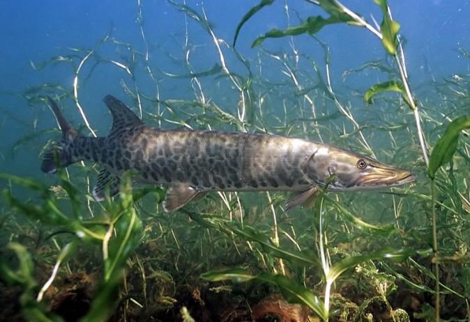 A Muskellunge (U.S. Fish and Wildlife Service)