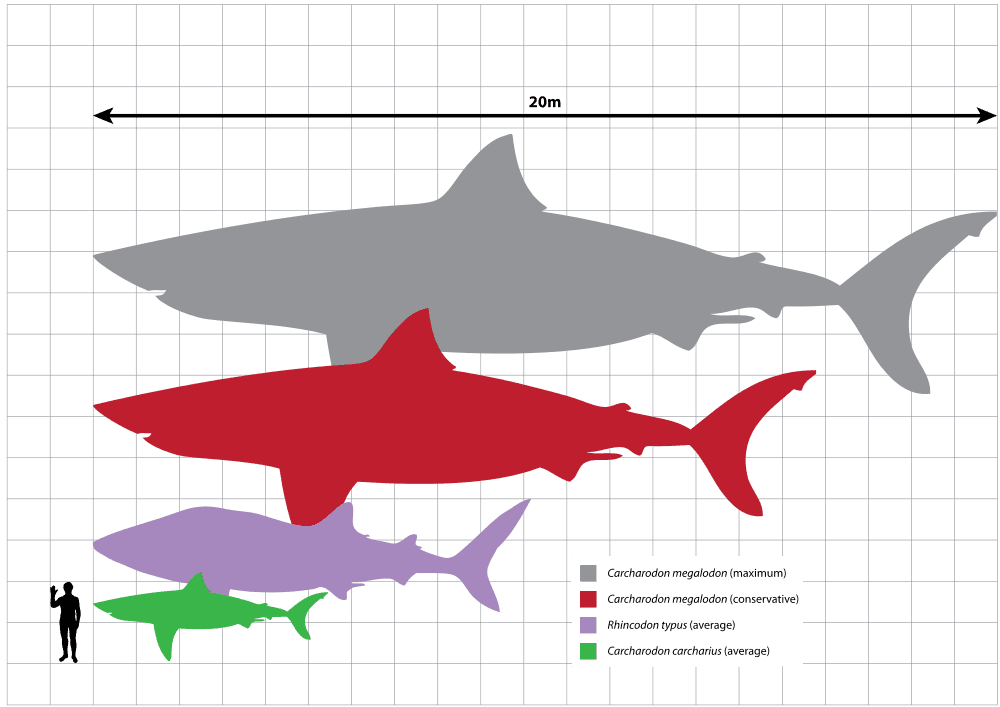 A shark size comparison with two megalodon species appearing in grey and red. (By Scarlet23 [CC BY-SA 3.0 (http://creativecommons.org/licenses/by-sa/3.0)], via Wikimedia Commons)