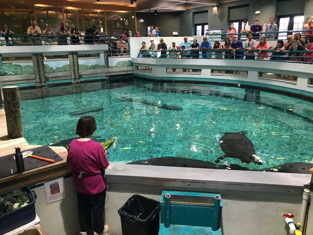 Photo of the habitat where Snooty lived taken on the manatee's 69th birthday on July 22, 2017. (South Florida Museum)