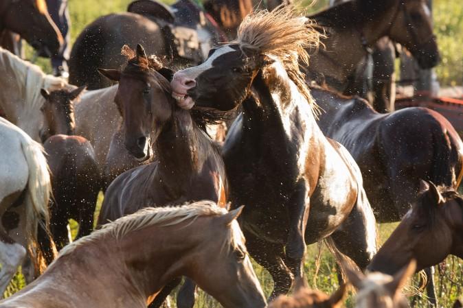 Assateague wild ponies rear up on each other during the annual Chincoteague Island Pony Swim in Chincoteague Island, Va., on July 26, 2017. (JIM WATSON/AFP/Getty Images)