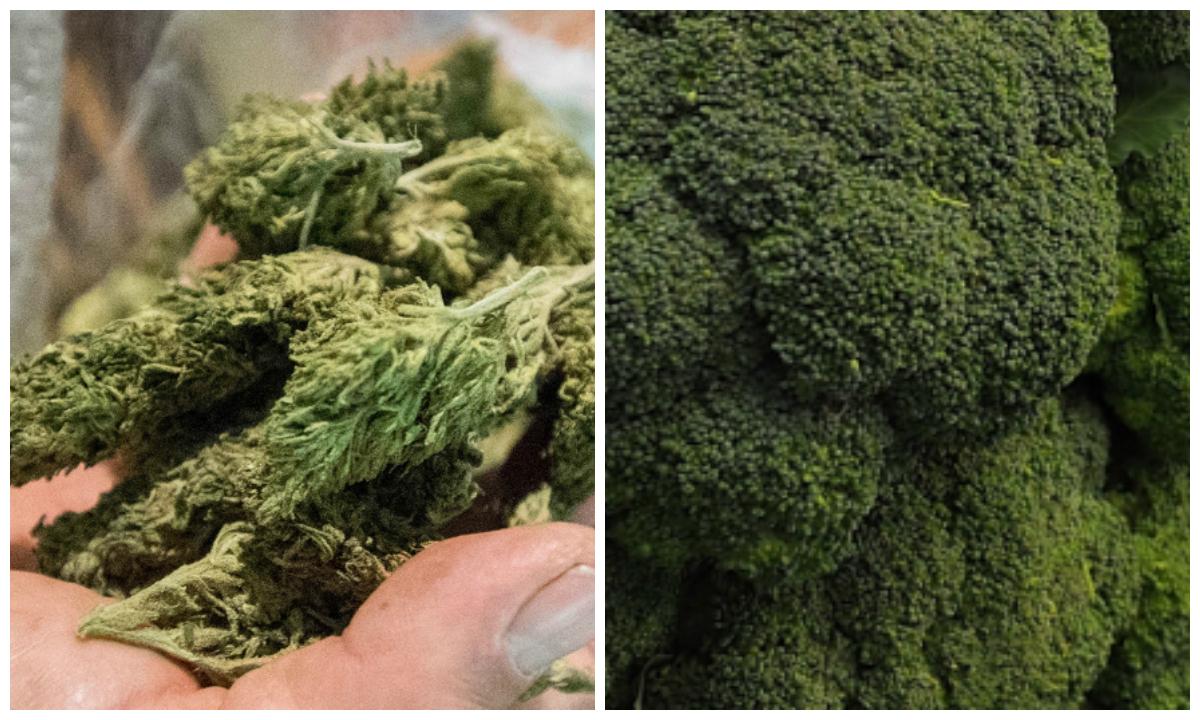 Marijuana (L) and broccoli (R) (Denis Doyle/Getty Images and OSH EDELSON/AFP/Getty Images)