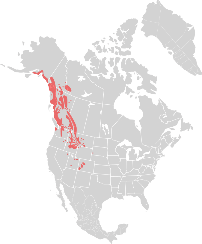 Distribution of the Rocky Mountain Goat, Oreamnos americanus.<br/>(Ninjatacoshell [CC BY-SA 2.5 (http://creativecommons.org/licenses/by-sa/2.5)], via Wikimedia Commons)