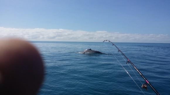 Humpback whales seen from the A-one Fishing Charters boat on Aug. 4, the day before it collided with a whale. (A-one Fishing Charters/Facebook)