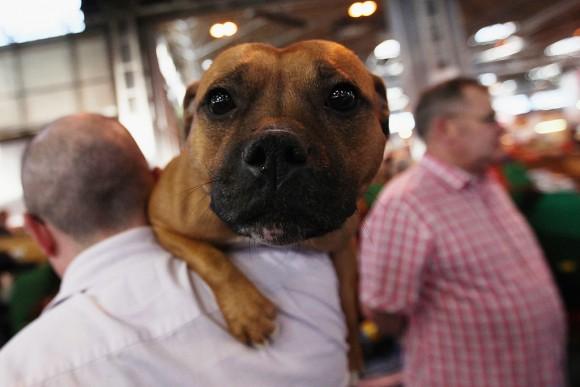 A man holds a Staffordshire Bull Terrier on his shoulder. (Photo by Dan Kitwood/Getty Images)